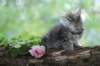 philadelphia8philadelphia8weeks70_small.jpg