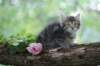 philadelphia8philadelphia8weeks76_small.jpg