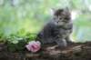 philadelphia8philadelphia8weeks83_small.jpg