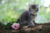 philadelphia8philadelphia8weeks85_small.jpg