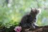 philadelphia8philadelphia8weeks88_small.jpg