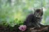 philadelphia8philadelphia8weeks89_small.jpg