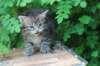 philippus1month15_small.jpg