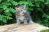 philippus1month24_small.jpg