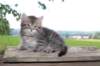 philippus8weeks11_small.jpg