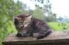 philippus8weeks15_small.jpg