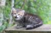 philippus8weeks16_small.jpg