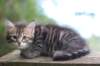 philippus8weeks19_small.jpg