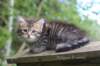 philippus8weeks1_small.jpg