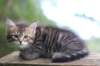 philippus8weeks20_small.jpg