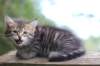 philippus8weeks21_small.jpg