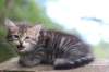 philippus8weeks22_small.jpg