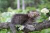philippus8weeks35_small.jpg