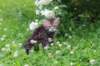 philippus8weeks3_small.jpg