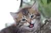 philippus8weeks41_small.jpg
