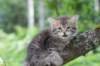 philippus8weeks44_small.jpg