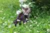 philippus8weeks4_small.jpg