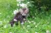 philippus8weeks5_small.jpg
