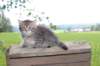 philippus8weeks6_small.jpg