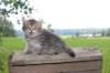 philippus8weeks7_small.jpg