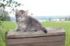 philippus8weeks8_small.jpg