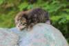 img_0237_small.jpg