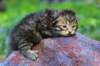 img_0531_small.jpg