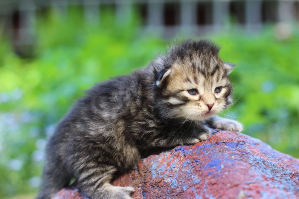 philippusboy2weeks2days2952018.jpg
