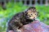 philippusboy2weeks2days2952018_small.jpg