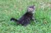 philippusboy6weeks24623_small.jpg