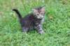 philippusboy6weeks24625_small.jpg