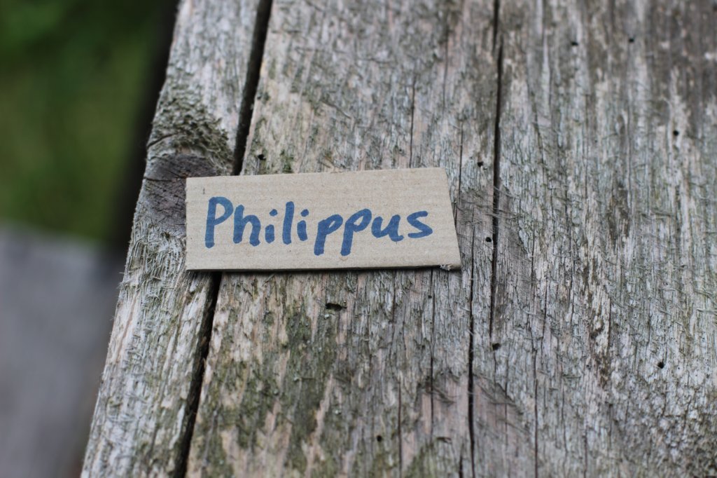 philippusboy6weeks2463.jpg