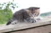 philippusboy6weeks2465_small.jpg