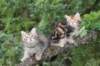 quinn95weeksandpelegabout10weeks21712_small.jpg