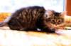 img_4139_small.jpg
