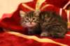 img_2500_small.jpg