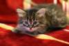 img_2512_small.jpg