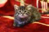 img_2522_small.jpg