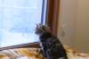 phoebe2_small.jpg