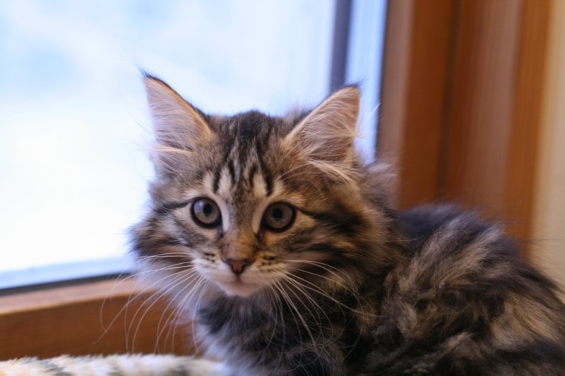 phoebe3.jpg