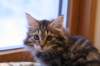 phoebe3_small.jpg