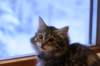 phoebe4_small.jpg