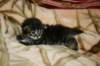 priscillagirl11_small.jpg