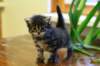priscillagirl12_small.jpg
