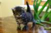 priscillagirl13_small.jpg