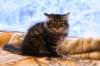 img_4117_small.jpg