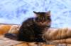img_4118_small.jpg