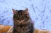img_4121_small.jpg