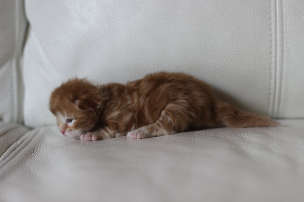 kitten1girlsibd2211.jpg