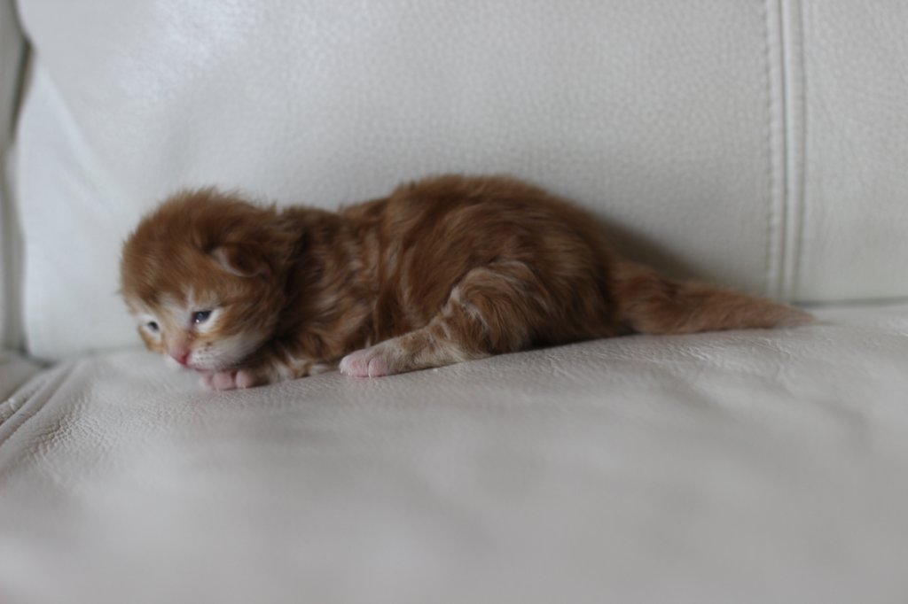 kitten1girlsibd2213.jpg